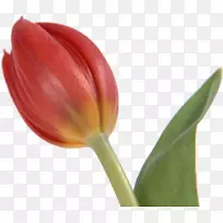 郁金香花蕾郁金香-空若网 郁金香花蕾郁金香-空若网