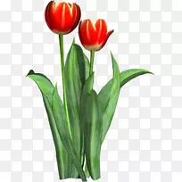 郁金香切花百合科花卉-郁金香-空若网 郁金香切花百合科花卉-郁金香-空若网