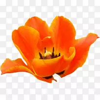 开花植物花瓣郁金香开花植物-郁金香-空若网 开花植物花瓣郁金香开花植物-郁金香-空若网
