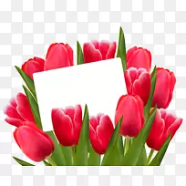 郁金香花红夹艺术-郁金香-空若网 郁金香花红夹艺术-郁金香-空若网