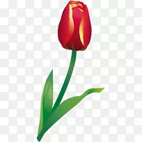 开花植物郁金香百合科植物茎郁金香-空若网 开花植物郁金香百合科植物茎郁金香-空若网