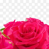 情人节七夕爱情红色玫瑰-空若网 情人节七夕爱情红色玫瑰-空若网