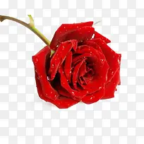 红玫瑰-空若网 红玫瑰-空若网