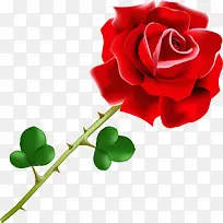 红玫瑰-空若网 红玫瑰-空若网