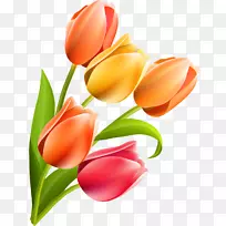 切花郁金香开花植物百合科郁金香-空若网 切花郁金香开花植物百合科郁金香-空若网