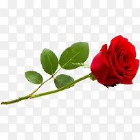 红色鲜花玫瑰花朵爱情情人节礼物-空若网 红色鲜花玫瑰花朵爱情情人节礼物-空若网