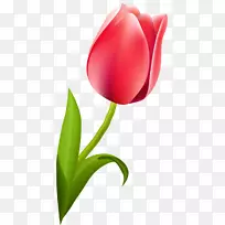 开花植物郁金香切花百合科郁金香-空若网 开花植物郁金香切花百合科郁金香-空若网