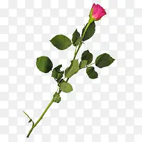 �ۺ�õ��-������