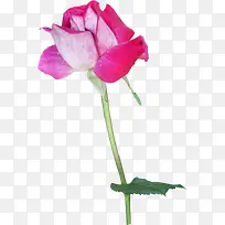 �ۺ�õ�廨����-������