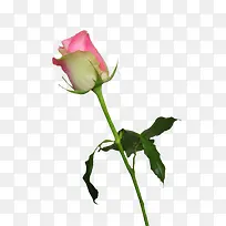 粉红玫瑰情人节-空若网 粉红玫瑰情人节-空若网