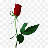 玫瑰花朵-空若网 玫瑰花朵-空若网