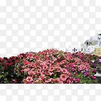 爱情海花景-空若网 爱情海花景-空若网