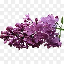 紫丁香花-空若网 紫丁香花-空若网