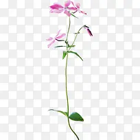 植物花草素材ps花卉素材-空若网 植物花草素材ps花卉素材-空若网