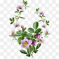 花卉矢量图素材手绘装饰图片-空若网 花卉矢量图素材手绘装饰图片-空若网