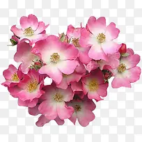 ֲ�ﻨ���زĻ���ʸ���ز�-������