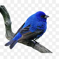 花卉图片素材植物花卉素材-空若网 花卉图片素材植物花卉素材-空若网