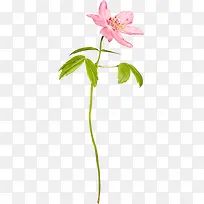 国画花卉素材花卉图案素材-空若网 国画花卉素材花卉图案素材-空若网