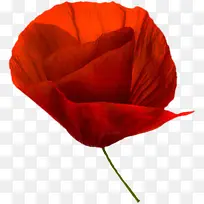 手绘装饰素材花卉ps素材-空若网 手绘装饰素材花卉ps素材-空若网