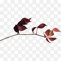 枯枝-空若网 枯枝-空若网