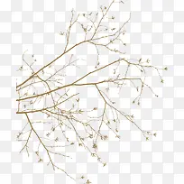 棕色枯枝枯叶-空若网 棕色枯枝枯叶-空若网