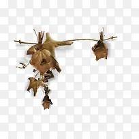 枯叶-空若网 枯叶-空若网