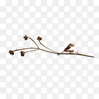 ��֦-������