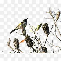 枯枝与鸟-空若网 枯枝与鸟-空若网