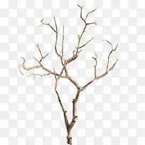 ����֦-������