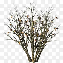 古老树枝-空若网 古老树枝-空若网