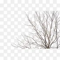 ��֦-������