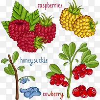 矢量越橘水果-空若网 矢量越橘水果-空若网