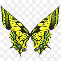 蝴蝶翼摄影-艾薇儿-空若网 蝴蝶翼摄影-艾薇儿-空若网