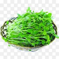 绿头芽蔬菜-空若网 绿头芽蔬菜-空若网