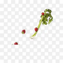 蔬菜水果-空若网 蔬菜水果-空若网