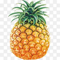 菠萝-空若网 菠萝-空若网