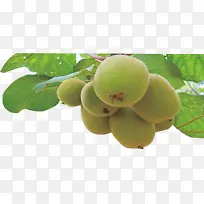 猕猴桃-空若网 猕猴桃-空若网