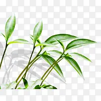 光效草本植物高清摄影-空若网 光效草本植物高清摄影-空若网