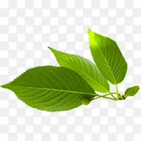 ������Ӱ��ɫ��Ҷ���-������