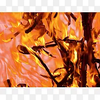 燃烧的树枝-空若网 燃烧的树枝-空若网