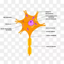 神经细胞神经组织神经系统神经元-空若网 神经细胞神经组织神经系统神经元-空若网