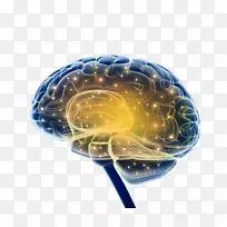 脑科学神经系统-神经元-空若网 脑科学神经系统-神经元-空若网