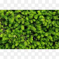 绿色松树枝背景-空若网 绿色松树枝背景-空若网