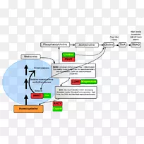 咖啡保健饮料心血管疾病途径-空若网 咖啡保健饮料心血管疾病途径-空若网