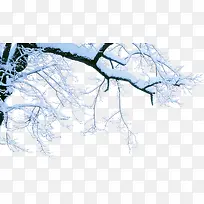 ��ɫ������֦��ѩѩ��-������