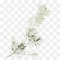 绿色松树枝-空若网 绿色松树枝-空若网