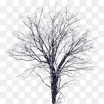 冬天雪中的树-空若网 冬天雪中的树-空若网