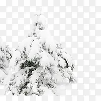 雪树-空若网 雪树-空若网