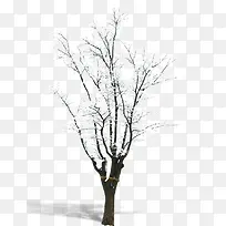 Ñ©ÖеÄСÊ÷-¿ÕÈôÍø Ñ©ÖеÄСÊ÷-¿ÕÈôÍø