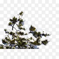 积雪树枝-空若网 积雪树枝-空若网